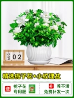 Бутик -садовые тела+маленькие кастрюли+специальные удобрения [посадка для горшка с цветами и доставкой]