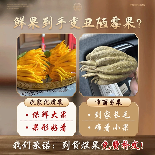 Гидропонное растение бергамота с ветвями, свежими фруктами, свежими украшениями из чайота, комнатное гидропонное зеленое растение в горшке, декоративная цветочная композиция