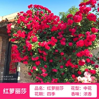 LOSA LISA 1,5-a About About About