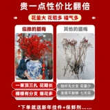 Австралийский сливовый цветок Гидравлические свежие ветви и ветви Истинные цветы.