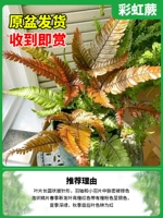 100#Rainbow Jue [внутренний маленький лес]