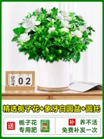 Бутик -бутоны Gardenia+белый круглый бассейн+круглый заварной крем+специальные удобрения [с горшками с цветами для суда]