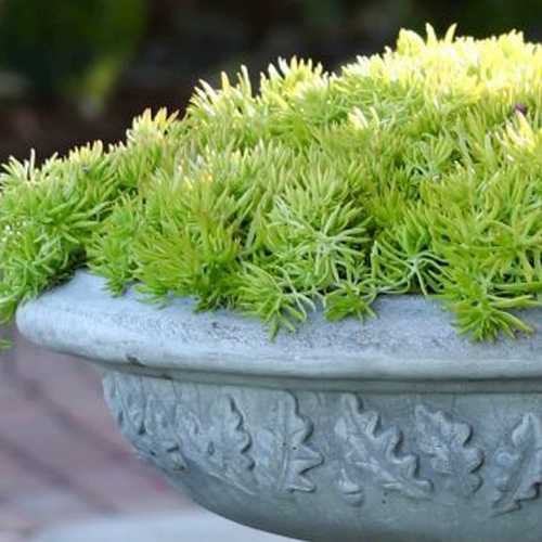 Фоджия травяной горшечный двор садовой крыша посадка зеленых саженцев, золотая кожаная бонсай, многолетние растения