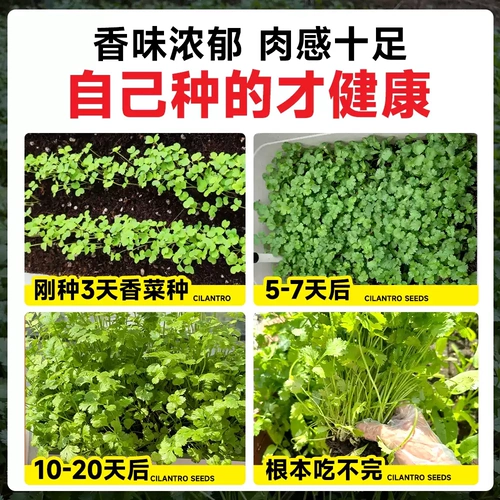 Четыре сезона саженцы семян кориандра Miao осень и зимний кориандр
