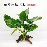 Шесть лет -шесть магазинов более 20 цветов водного баньянского водяного раны