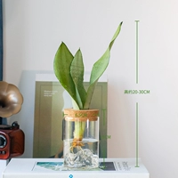 【Офисная рекомендация】 Белый нефритовый тигр пиран + yunshan hydra cup