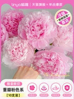 ⭐Готовность и быстрая доставка⭐[Твердый переплет SF А+ сорт] Пион махровый лепестковый розовый цвет 10 шт.