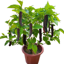 Long-fruited mulberry saplings Taiwanese mulberry mulberries even fruit mulberry tree seedlings grafted potted indoor fruit tree seedlings balcony