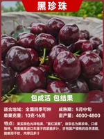 Черные бусины, 20-50см