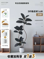 Каучуковое дерево 3-х столбовое, 1,6 метра, 21 лист, черное + полукруглый цементный горшок 