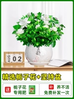 [Multi -Branch Big SEDINGINGS] Бутик -садовые тела с цветочными почками+керамика Постоянные бассейны+специальные удобрения [приносить цветы и доставку сильны]