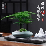 Спаржа в горшке, старое свайное растение, бонсай, домашний офис, рабочий стол, маленькое зеленое растение, элитные украшения для ландшафтного дизайна, легко ухаживать в любое время года