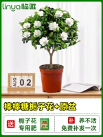 [Лаборатория в течение одного года] А -пломский ледяной цветок для сада+оригинальный бассейн [принесите цветы на посадку в горшок с горшками]