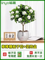 [Труд в течение одного года] -класс -классной палочны цветочный цветок сада+бассейн керамической настойчивости [принесите цветы с горшками и горшками]