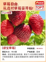 Sweet Treasure 3 Pot [Оригинальный горшок, оригинальные земляные сумки, живые]+удобрения