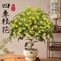 [Four Seasons Blossom] Бутик Four Seasons Cinnamon+полосатый высокий бассейн