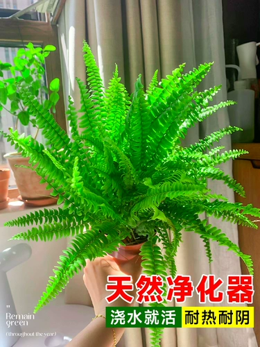 Personon папоротник ландшафтный посадка горшка орхидея висящая орхидея, висящая бостонская папорочная папорочная папородо