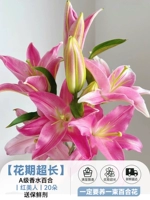 Изысканная парфюмерная лилия 丨 Red Beauty 丨 20 цветков содержат консервант [чрезвычайно длительный период цветения]