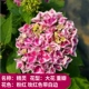Эльф [Boutique Miao Flower Blossom]