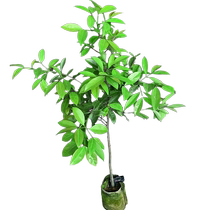 Golden mangosteen saplings with fruit garden potted plants ground-planting fruit trees fruit seedlings cold-resistant four-season planting grafting in the north and south