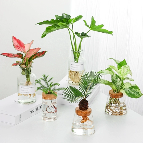 Настольное гидропонное растение в помещении