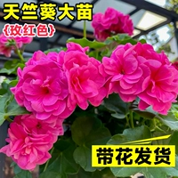 [Сильный аромат цветов] Геран [розовый] хорошо иметь цветы с горшками