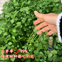 Трудовой кориандр 200G Бесплатный 50G Органические удобрения аромат сильный