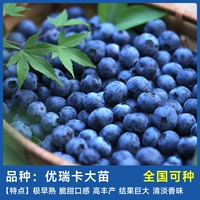 Бутик-черничный юрика для горшечных саженцев 50-70 см+ удобрения (оригинальная почва с листьями и повторно жареные)