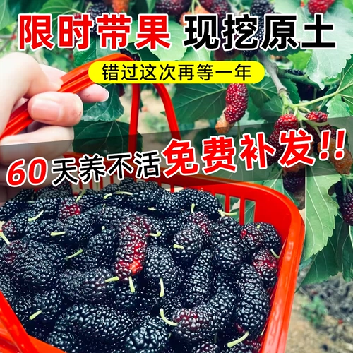 Саженцы для точки