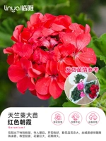 [С цветами и сильным ароматом] Герановые саженцы 30-40 см (красное утреннее свечение № 140) 1 горшок [четыре сезона сильного аромата]