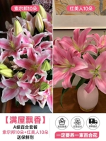 Премиальный пакет лилий [Сорбон 10 + Red Beauty 10] бесплатный консервант