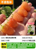 [Упаковочная упаковка] 3 саженца оранжевой чудо-желтой малины