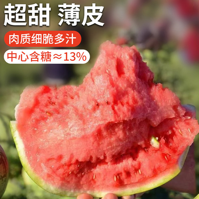 Rock Sugar Kirin Watermelon Seeds Southern Seedless Watermelon Potted Four Seasons Sweet Watermelon Seeds 8424 Melon Seeds