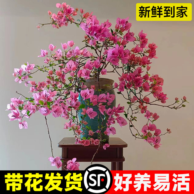 Bougainvillea potted plant with buds shipped Zhanghong red cherry green cherry Mas boutique large seedling climbing vine plant flowers blooming in all seasons