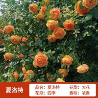 Шерлок имеет высоту около 1,6 метра