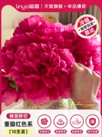 ⭐Готовый запас для быстрой доставки⭐[Твёрдый переплёт SF А+ сорт] Пион махровый красный цвет 10 шт.