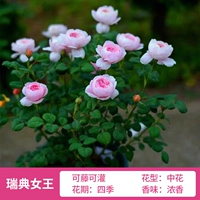 Queen's 1,6 метра высотой