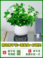 Бутик -садовые тела+бассейн Сидней+квадратный пластиковый поднос+выделенные удобрения [принесите горшок с цветами на корабль]