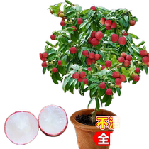 Seedless lychee saplings indoor balcony potted fruit fruit tree seedlings south and north planting cold-resistant cinnamon flavor