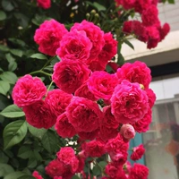 Розовой лесной ладан Zhongmiao