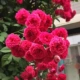Розовой лесной ладан Zhongmiao