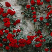 Little girl rose climbing vine in the moonlight blooming in the four seasons liana small flowers in the moonlight multi-flower courtyard balcony plant flowering