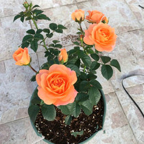 (Flowering period with flower package)Ouyue juice balcony Indoor flower viewing plants Flower potted plants bloom in four seasons