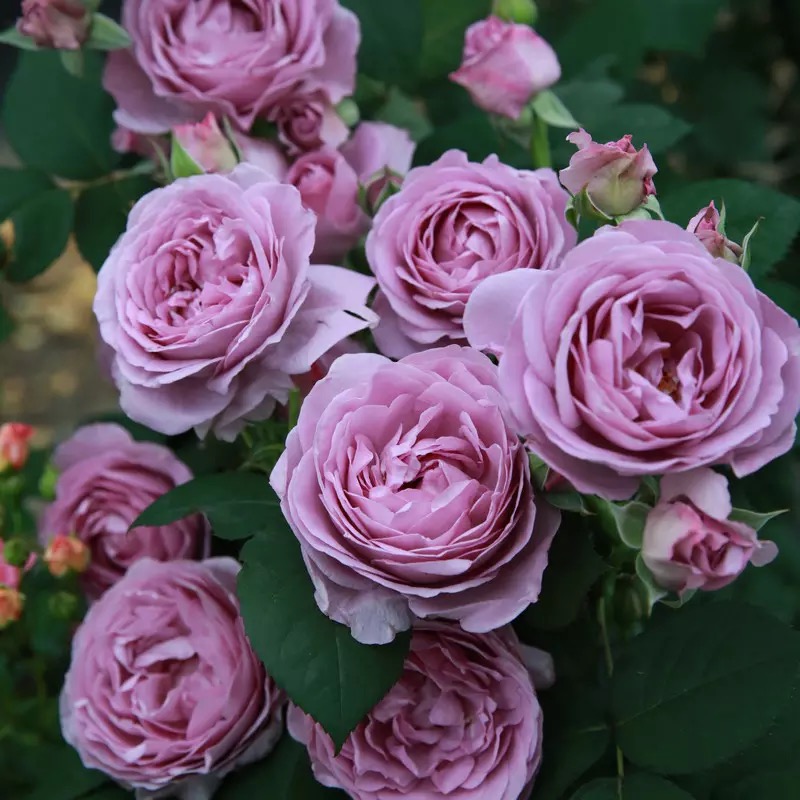 (Blue storm) blue storm shrub balcony courtyard indoor flower viewing flower potted plant four seasons blooming rose rose rose