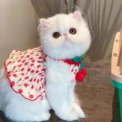 Dog Clothes Spring and Summer Thin Vest Suspender Skirt Pet Teddy Bear Puppy Cat Cute Princess Dress
