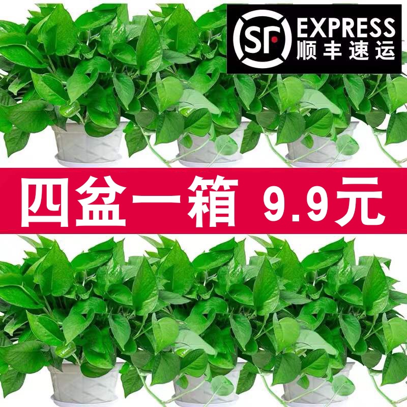 Ivy Green Pulp Penny Orchid indoor and outdoor suction of formaldehyde flower large green pot green plant on desktop to support
