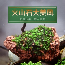 Sunken Wood big beautiful Phoenix volcanic stone big beautiful Phoenix Living Fresh water plant negative aquatic grass fish tank landscape decoration novice