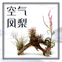Water and land tank landscaping air pineapple potless green plant old man beard small octopus Medusa Marshmallow