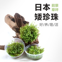 Japanese Pearl grass aquatic freshwater plant true aquatic plant dwarf pearl grass climbing ground dwarf pearl aquarium living aquatic grass