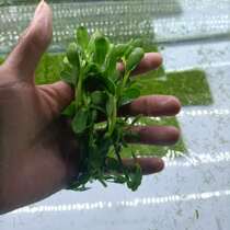 Small pair of leaf water grass landscape small round leaf water grass melon seeds to leaf South American small round leaf Indian small round leaf watermelon on leaf